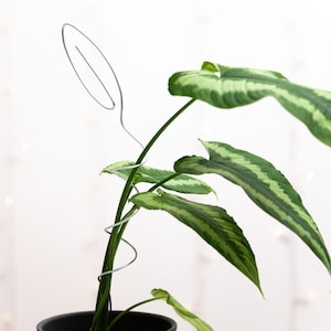 May include: A green plant with variegated leaves is growing up a metal plant support. The support is a spiral shape with a loop at the top.