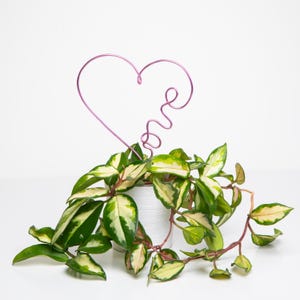 Stylish plant holder stake support – Heart Love