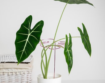 Soporte para plantas – hoja de monstera rosa