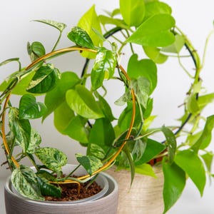 Op de afbeelding: Twee potplanten met groene bladeren die om gouden metalen hoepels groeien. De plant links heeft bonte bladeren met witte en groene markeringen. De plant rechts heeft effen groene bladeren.