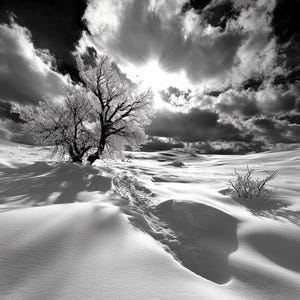winter landscape in black and white