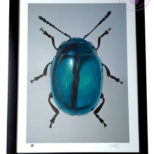 Könnte beinhalten: Ein gerahmter Druck einer detaillierten Illustration eines blauen Käfers mit schwarzen Beinen und Antennen. Der Käfer ist auf einem grauen Hintergrund dargestellt.