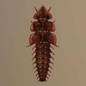 Può includere: Primo piano di una creatura rossa, segmentata, simile a un insetto, con una testa appuntita e una serie di placche sovrapposte e spinose lungo il suo corpo.