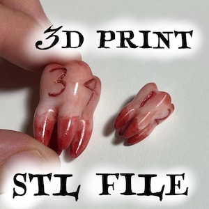 May include: Two realistic 3D printed teeth models. One tooth is held by a hand and has the number "39" written on it. The other tooth is separate. The text "3D PRINT" and "STL FILE" are written in black.