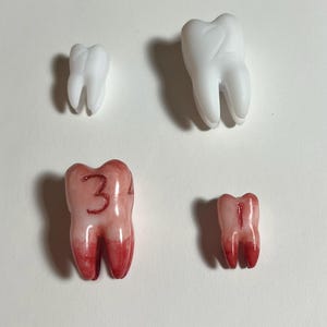 K&ouml;nnte beinhalten: Vier Modellz&auml;hne vor wei&szlig;em Hintergrund. Zwei sind wei&szlig;, zwei sind rosa mit roten Akzenten. Ein rosa Zahn tr&auml;gt die Zahl "3". Die Z&auml;hne variieren in Gr&ouml;&szlig;e und Form und zeigen die Zahnanatomie.