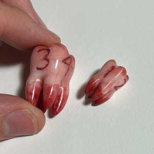 Puede incluir: Dos modelos realistas de dientes rosas y rojos. Un diente más grande tiene los números "319" escritos en rojo. Los dientes tienen una apariencia sangrienta, con vetas y puntas rojas. Los dientes son probablemente para fines educativos o de novedad.