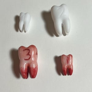 May include: Four model teeth are displayed against a white background. Two are white, and two are pink with red accents. One pink tooth has the number "3" written on it. The teeth vary in size and shape, showcasing dental anatomy.