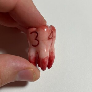 K&ouml;nnte beinhalten: Ein kleines, zahnf&ouml;rmiges Objekt mit den Zahlen "3" und "4" auf der Oberfl&auml;che. Das Objekt ist haupts&auml;chlich cremefarben mit roten Akzenten an der Basis, die an Blut erinnern. Das Objekt wird von einer Person gehalten.
