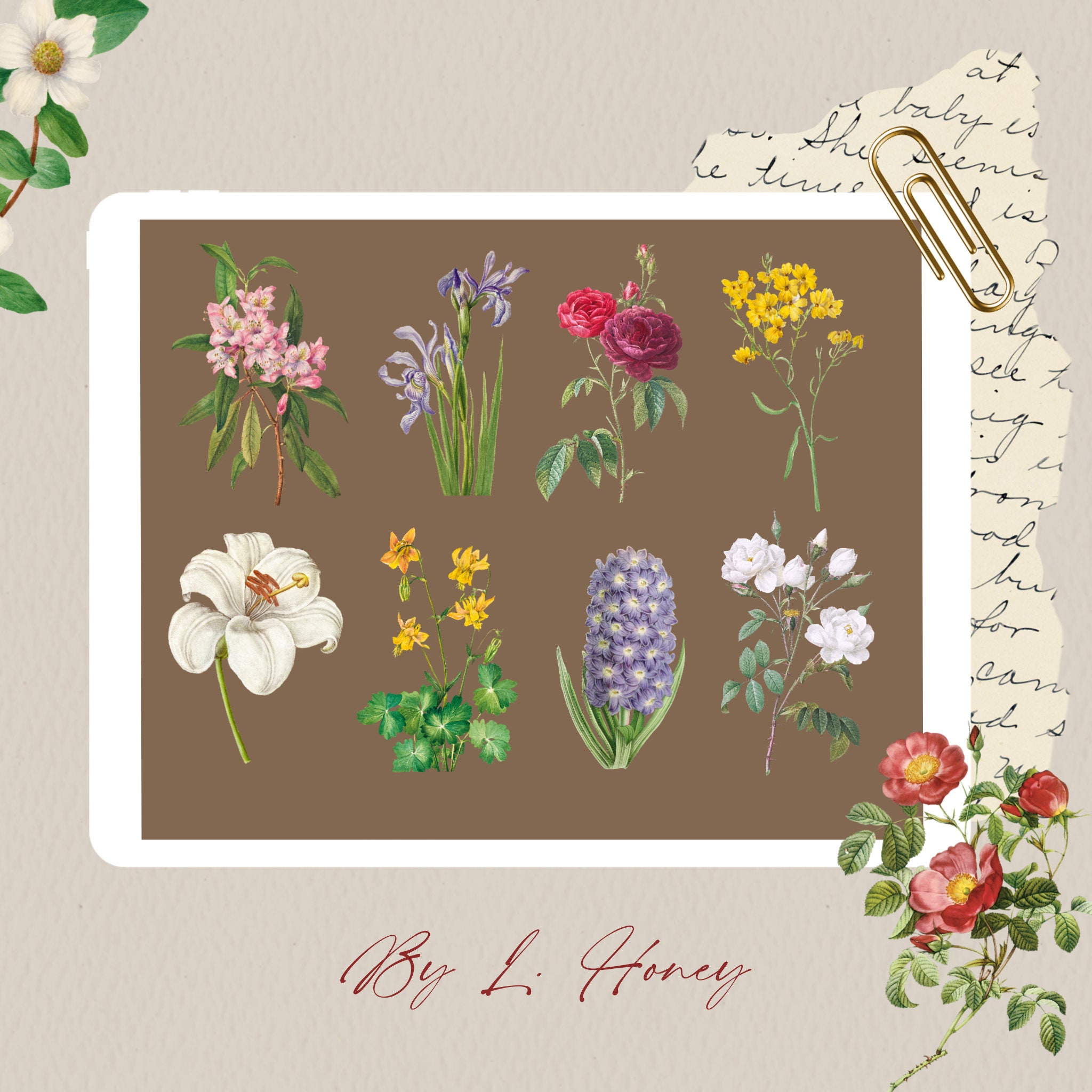 300 Botanical Clipart Bundle Vintage Flower Illustrations Floral ...