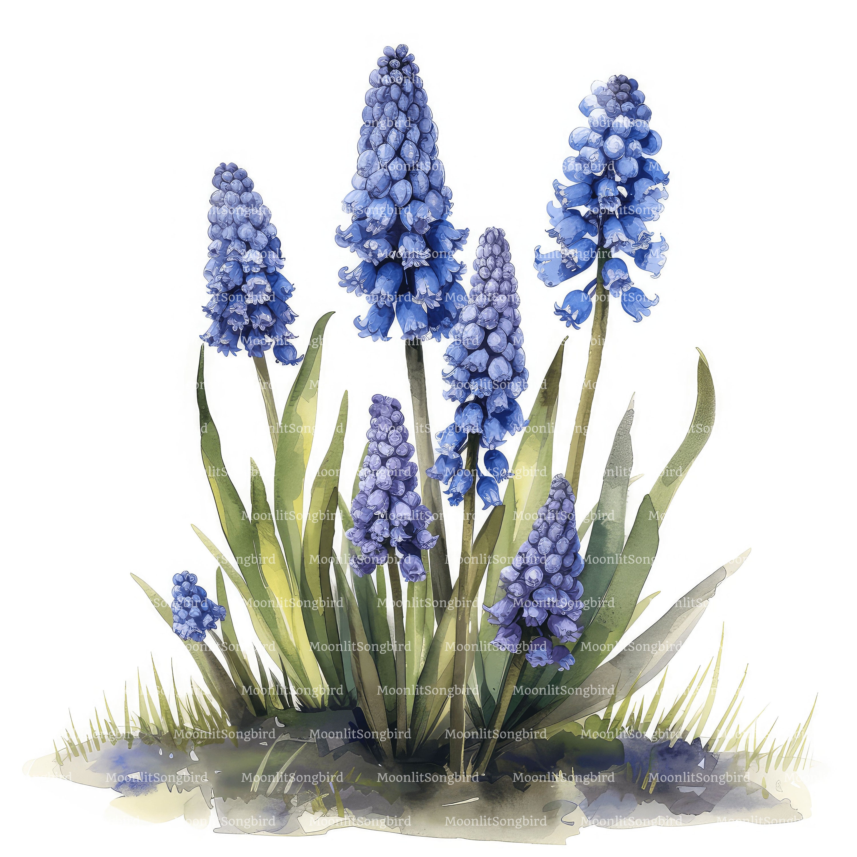 ブドウヒヤシンスの水彩画クリップアート、青い花（デジタル