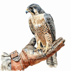10 Falcon su guanto Clipart, Download digitale, Clipart acquerello stampabile, Mestieri di carta, Falconeria, Pelle marrone, Uccello, JPG, Diario spazzatura