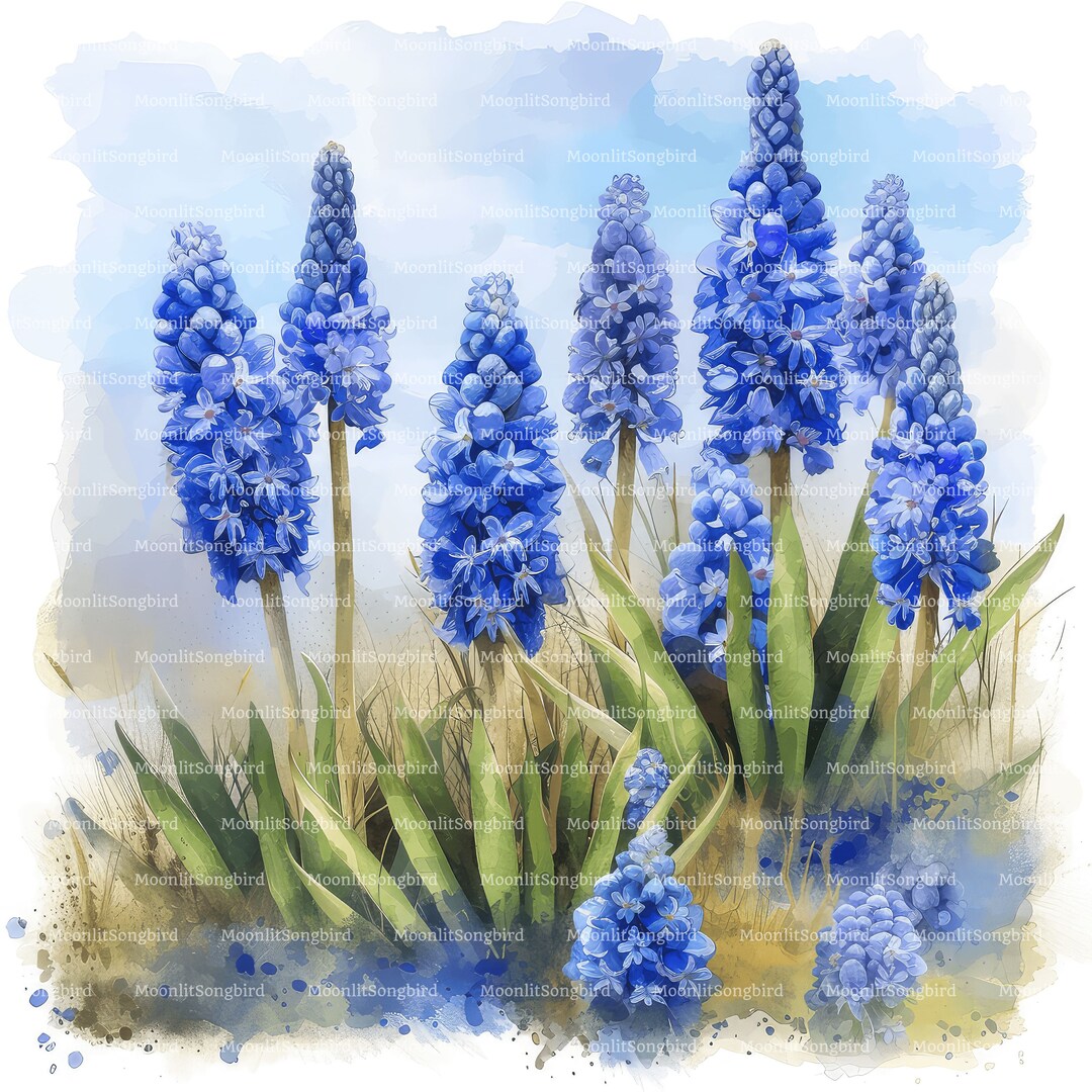 ブドウヒヤシンスの水彩画クリップアート、青い花（デジタル