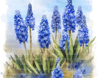 ブドウヒヤシンスの水彩画クリップアート、青い花（デジタル