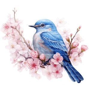 May include: A bluebird perched on a branch of pink cherry blossoms. The bird has a light blue body with a darker blue tail and wings. The blossoms are in full bloom and have delicate pink petals.