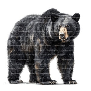 12 Clipart di orso nero, download digitale, clipart acquerello stampabile, lavoretti di carta, orso nero, fauna selvatica, JPG di alta qualità, diario spazzatura