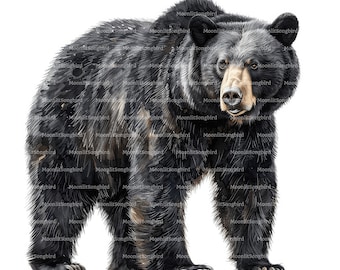 12 Black Bear Clipart, Digital Download, Printable Watercolor Clipart, Paper Crafts, Black Bear, Wildlife, High Quality JPG, Junk Journal