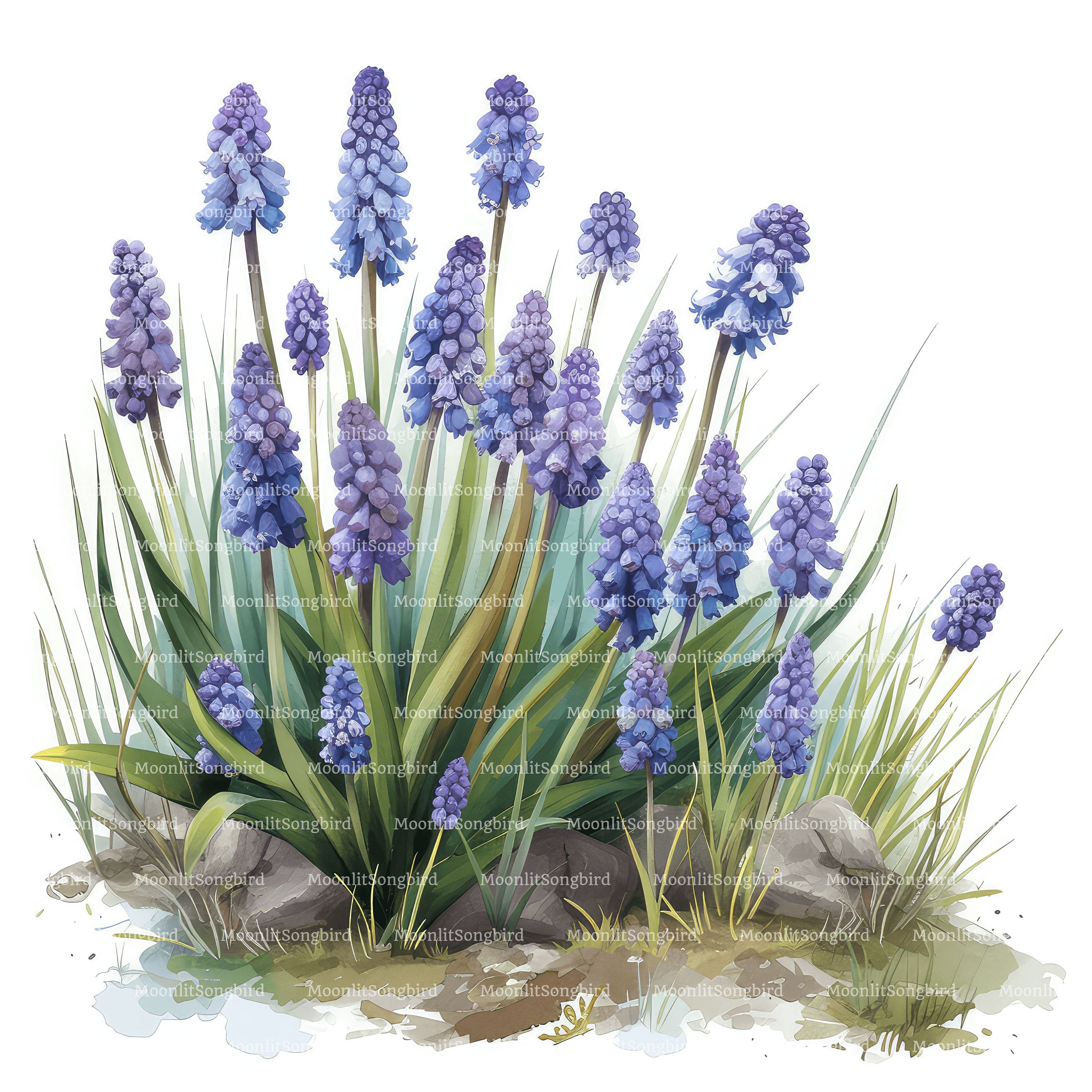ブドウヒヤシンスの水彩画クリップアート、青い花（デジタル