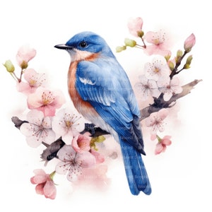 May include: A bluebird perched on a branch of a flowering tree with pink and white blossoms. The bird has a blue back and wings, a white chest, and a brown throat. The tree branches are brown and the background is white.