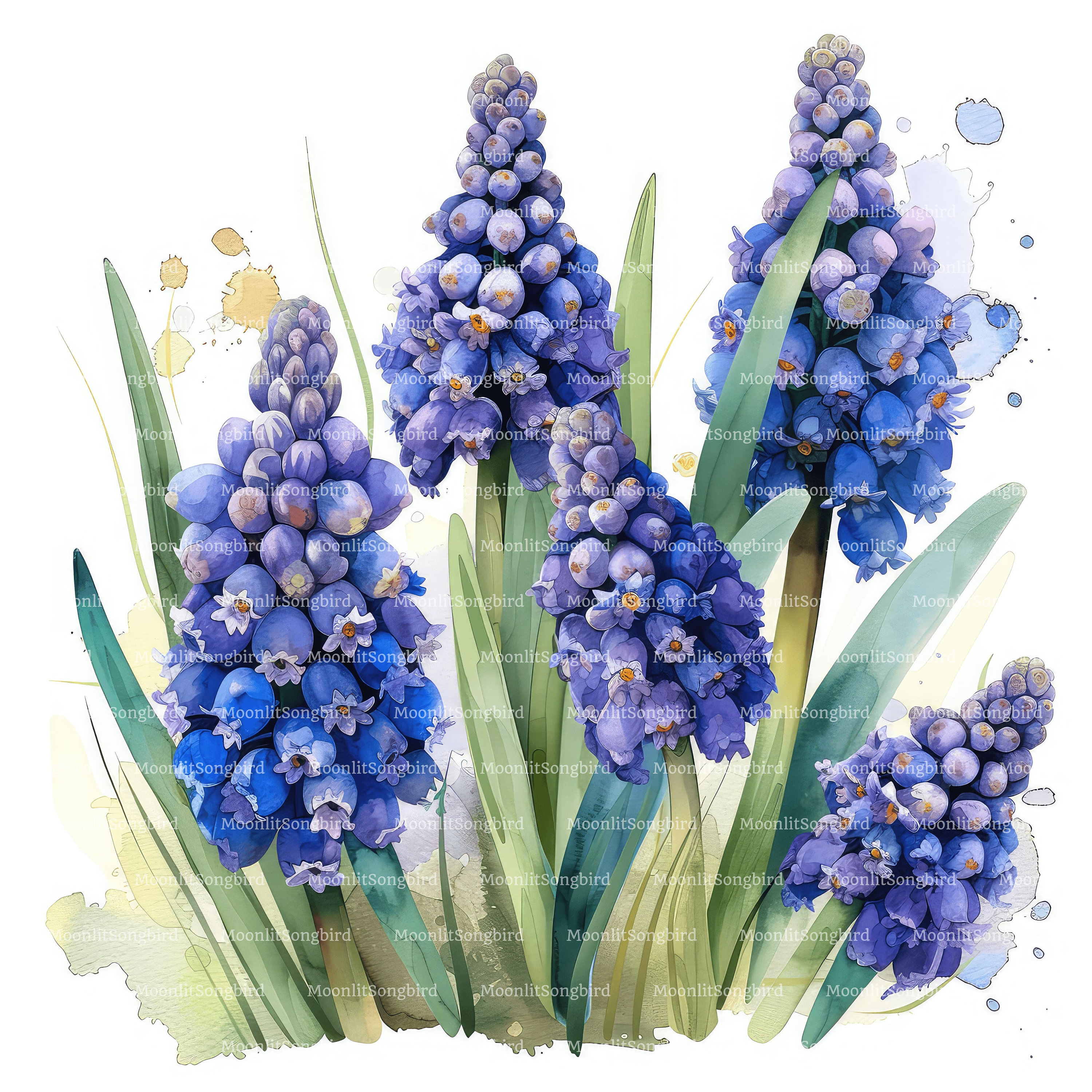 ブドウヒヤシンスの水彩画クリップアート、青い花（デジタル