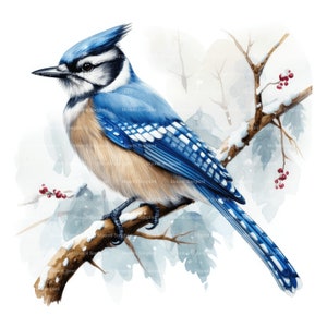 10 geai bleu sur branche enneigée des cliparts, téléchargement numérique, aquarelle imprimable, créations en papier, haute résolution, haute qualité JPG, journal indésirable