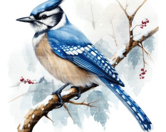 10 Blue Jay on Snowy Branch Clipart, Digital Download, Printable Watercolor, Paper Crafts, High Resolution, High Quality JPG, Junk Journal