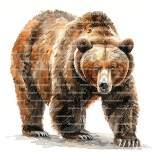 12 Clipart di orsi bruni, download digitale, clipart di acquerelli stampabili, lavoretti di carta, orsi bruni, fauna selvatica, JPG di alta qualità, diario spazzatura