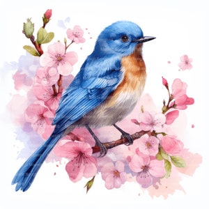 May include: A bluebird perched on a branch of a pink cherry blossom tree. The bird has a blue back and wings, a white chest, and a brown belly. The cherry blossoms are in full bloom and have delicate pink petals.