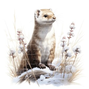 10 Hermine dans la neige Clipart, téléchargement numérique, clipart aquarelle imprimable, créations en papier, haute résolution, haute qualité JPG, journal indésirable