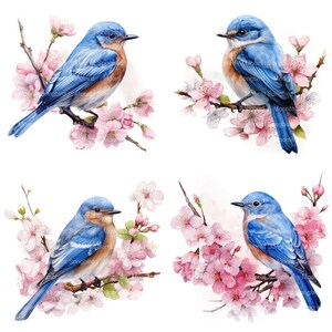 May include: Four bluebirds perched on branches of pink cherry blossoms. The birds are facing different directions and have a blue back, white chest, and brown belly.