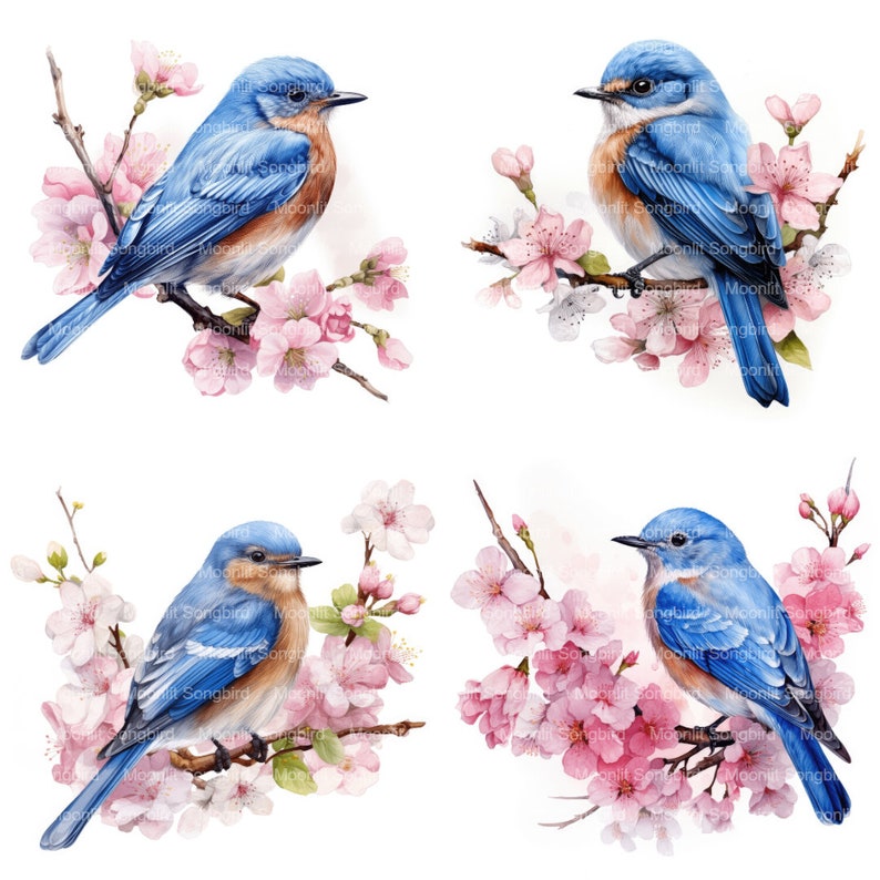 May include: Four bluebirds perched on branches of pink cherry blossoms. The birds are facing different directions and have a blue back, white chest, and brown belly.