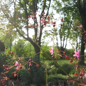 May include: Pink flowers with red berries on a branch against a green background of trees and foliage.