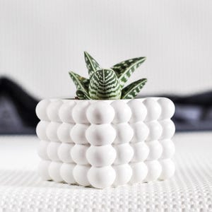 Puede incluir: Una pequeña maceta blanca cuadrada con un diseño texturizado en forma de burbujas. La maceta contiene una pequeña suculenta con hojas a rayas verdes y blancas. La maceta está sobre una superficie blanca.