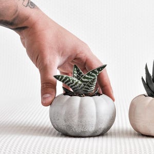 Puede incluir: Una pequeña planta suculenta con hojas a rayas verdes y blancas en una maceta redonda de hormigón gris claro. La maceta tiene forma de calabaza. Otra suculenta en una maceta similar es visible a la derecha.