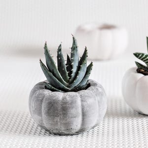 Puede incluir: Una planta suculenta con hojas verde azuladas y bordes espinosos se encuentra en una maceta de hormigón gris con forma de calabaza. La maceta está sobre una superficie blanca texturizada. Otras macetas blancas con forma de calabaza están en el fondo.