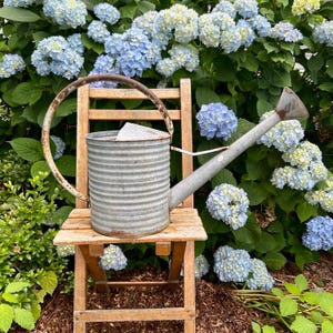 May include: A galvanized metal watering can with a large handle and spout sits on a small wooden chair. The watering can is in front of a backdrop of blue and green hydrangeas. The watering can is a classic garden tool.