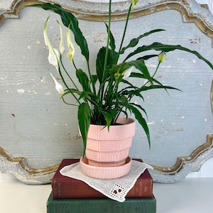 May include: A peace lily plant in a pink, tiered ceramic pot with a matching saucer. The plant has long, dark green leaves and white flowers. The pot sits on a stack of books covered with a white lace doily.