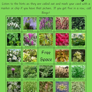 Bingo voor invasieve planten: 35 kaarten