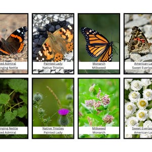 May include: A chart showing the relationship between butterflies and their host plants. The chart shows four butterflies: Red Admiral, Painted Lady, Monarch, and American Lady. Each butterfly is paired with its host plant: Stinging Nettle, Native Thistles, Milkweed, and Sweet Everlasting.