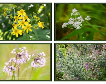 Native Plant Flashcards, Set of 36