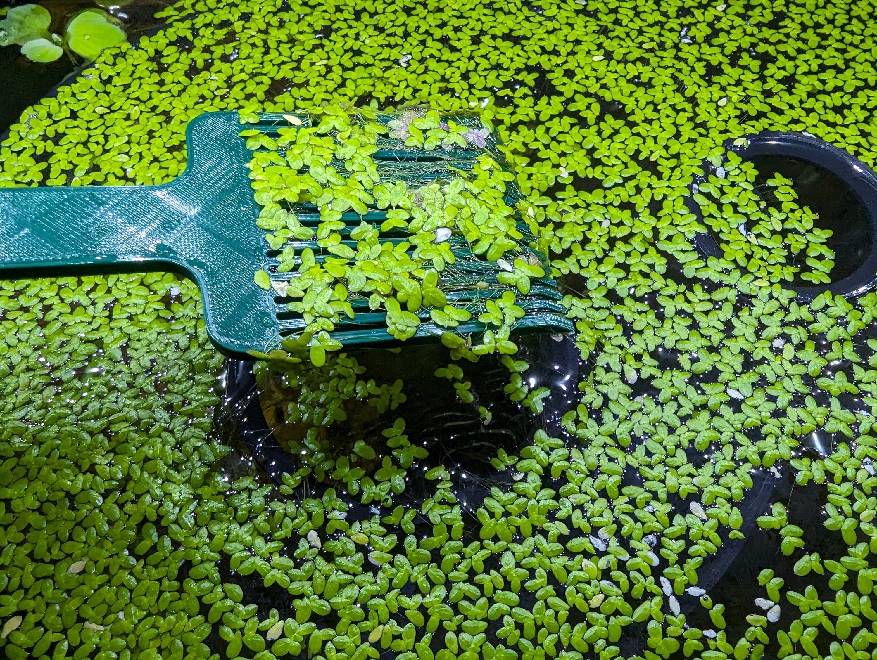 AquaHarvest EcoPicker - Floating Plant Picker tool - Duckeweed Removal Comb | Free Australia wide Delivery for Order over 35 AUD