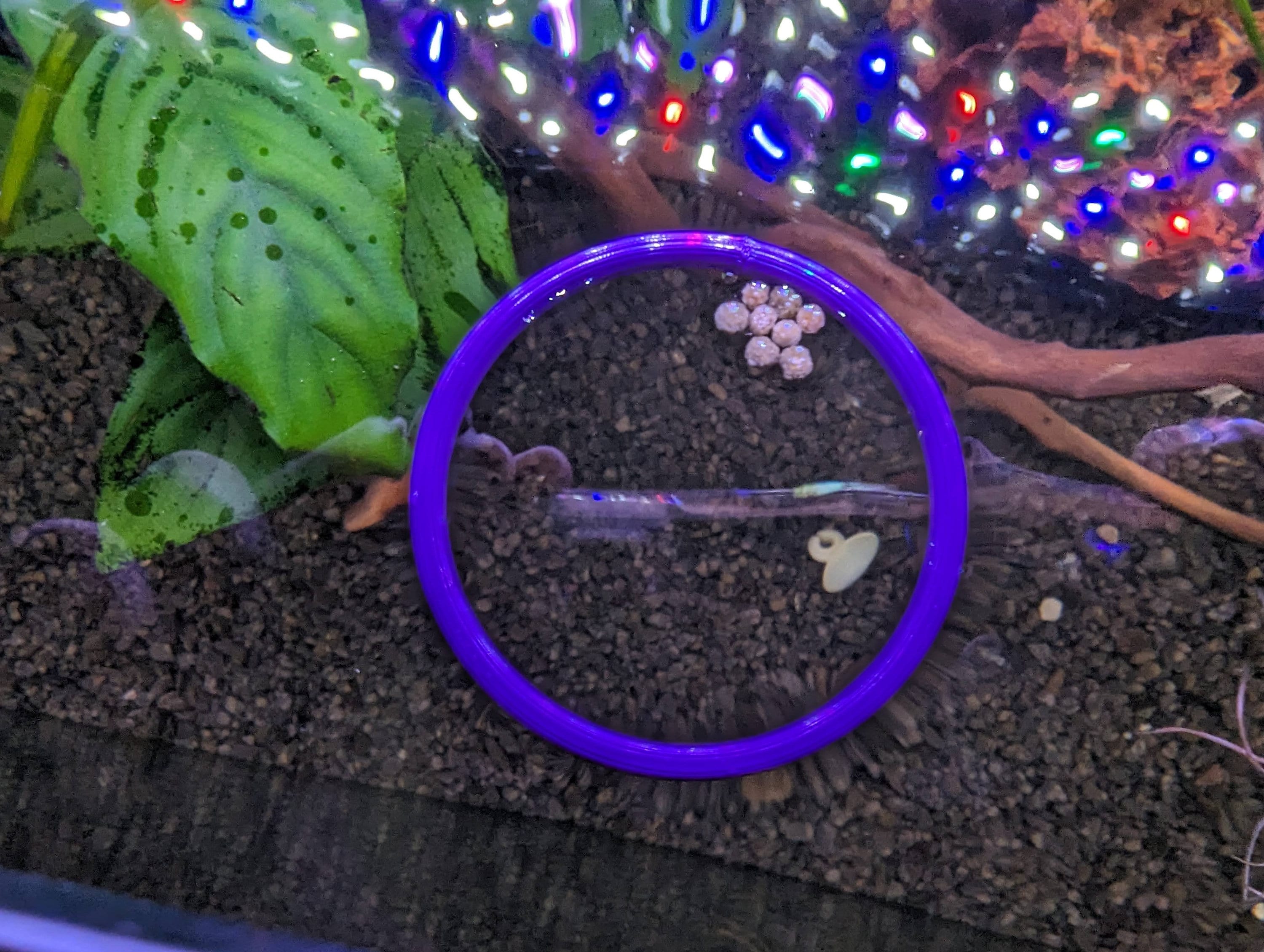 Aquarium Floating Plant Rings Aquascaping Fish Feeding Rings | Free ...