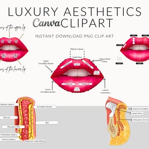 Aesthetics Anatomy PNG Clipart, Dermal Filler, Lip Filler, Instant Download