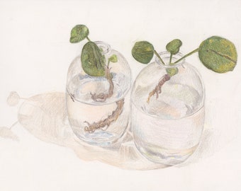 A limited edition giclée print of Chinese Money Plant cuttings drawn in coloured pencil