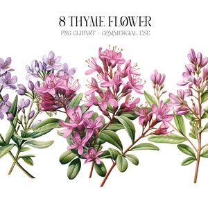 8 Tijmbloem clipart. Tijm clipart. Bloemen clipart, Bloemenaquarel, Instant Download, Junk Journal, Papierambachten, Scrapbooking