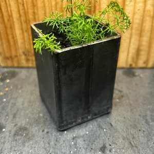 Op de afbeelding: Een kleine groene plant met delicate bladeren die groeit in een zwarte vierkante pot.