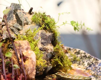 Live Plant Mini Waterfall Lake Fountain on a Bowl