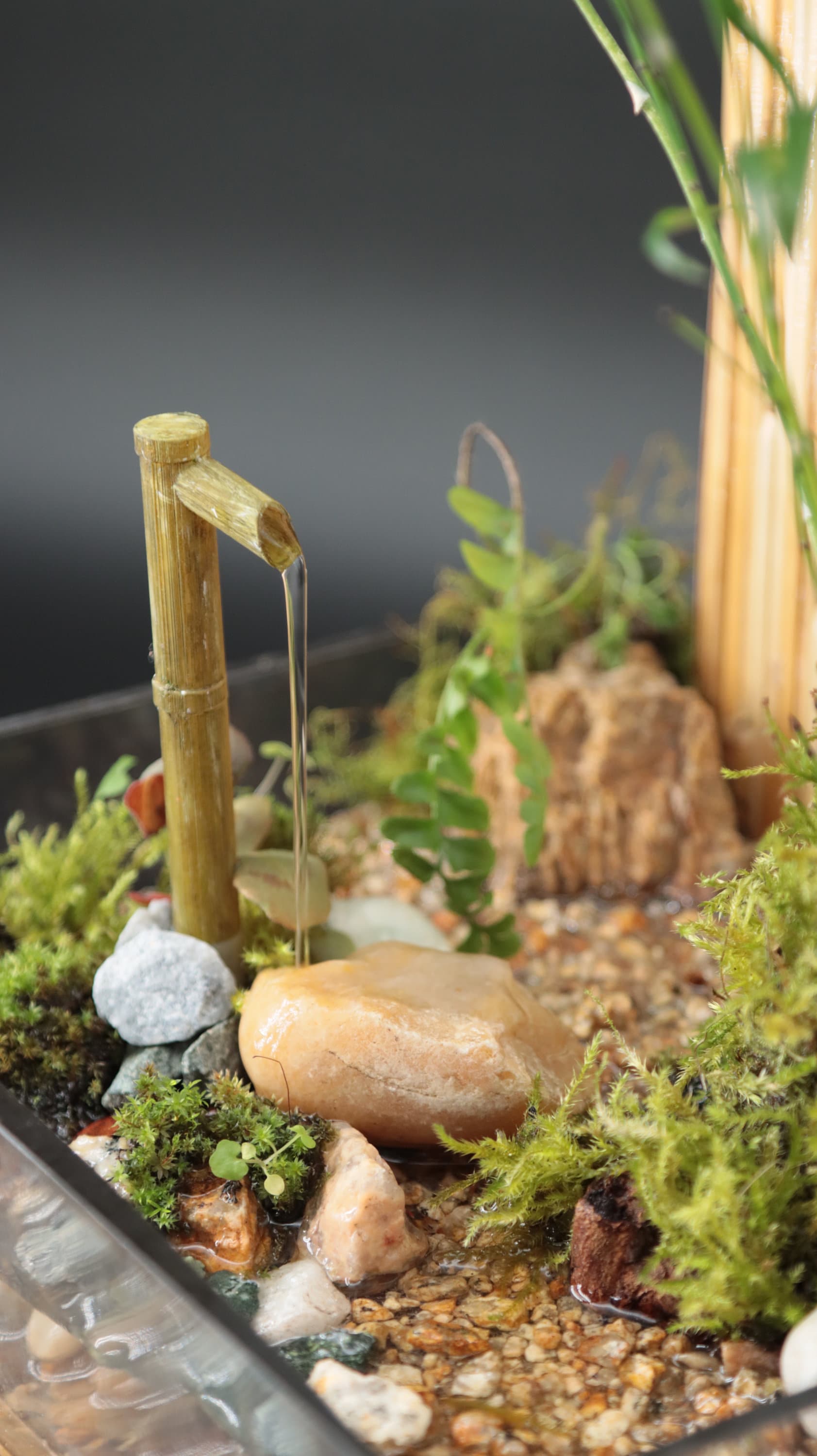 Live Moss Terrarium, Live Plant Sculpture, Desk Art, Mini Live Moss Terrarium, Live Plant Sculpture, Desk Art, Mini