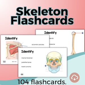 Skeletal System Flashcards.  Anatomy & Physiology Study