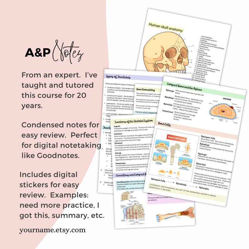 Skeletal System Anatomy and Physiology NOTES - Etsy