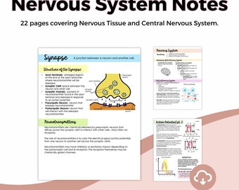 The Nervous System Tissues and Brain Anatomy and Physiology Nursing ...